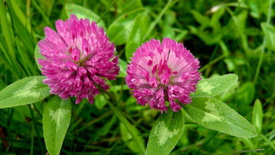 Клевер Trifolium Rubens