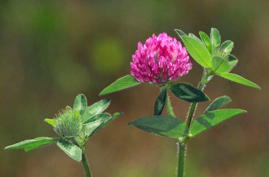 Клевер красный бутонизации