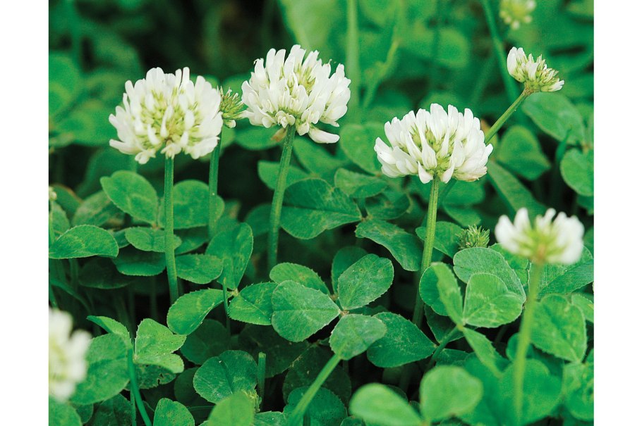 Клевер Витязь Луговой