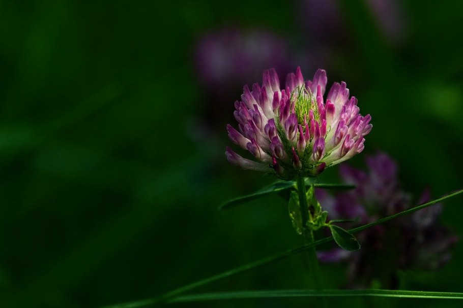 Букет с клевером трилистником