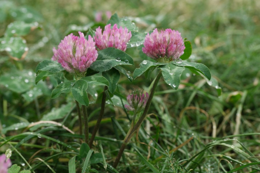 Клевер (Trifolium)