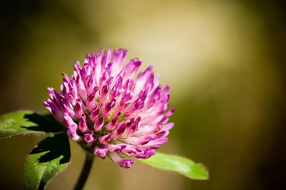 Trifolium pratense