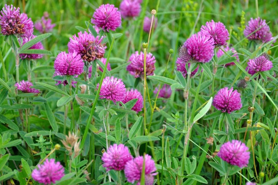 Клевер Альпийский