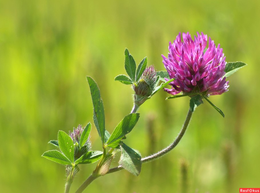 Темно красный Луговой Клевер