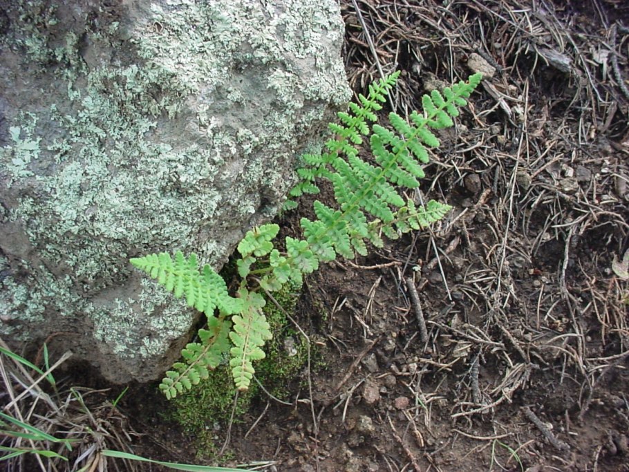 Вудсия Северная