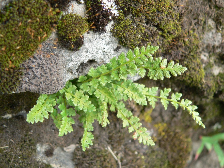 Woodsia Ilvensis Сорус