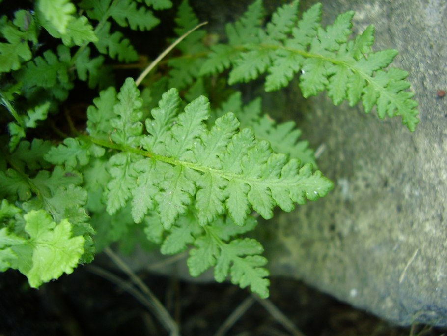 Папоротник Вудсия