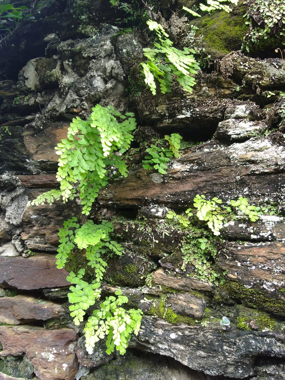 Вудсия фрагилис