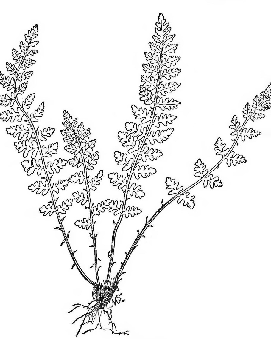 Woodsia Ilvensis
