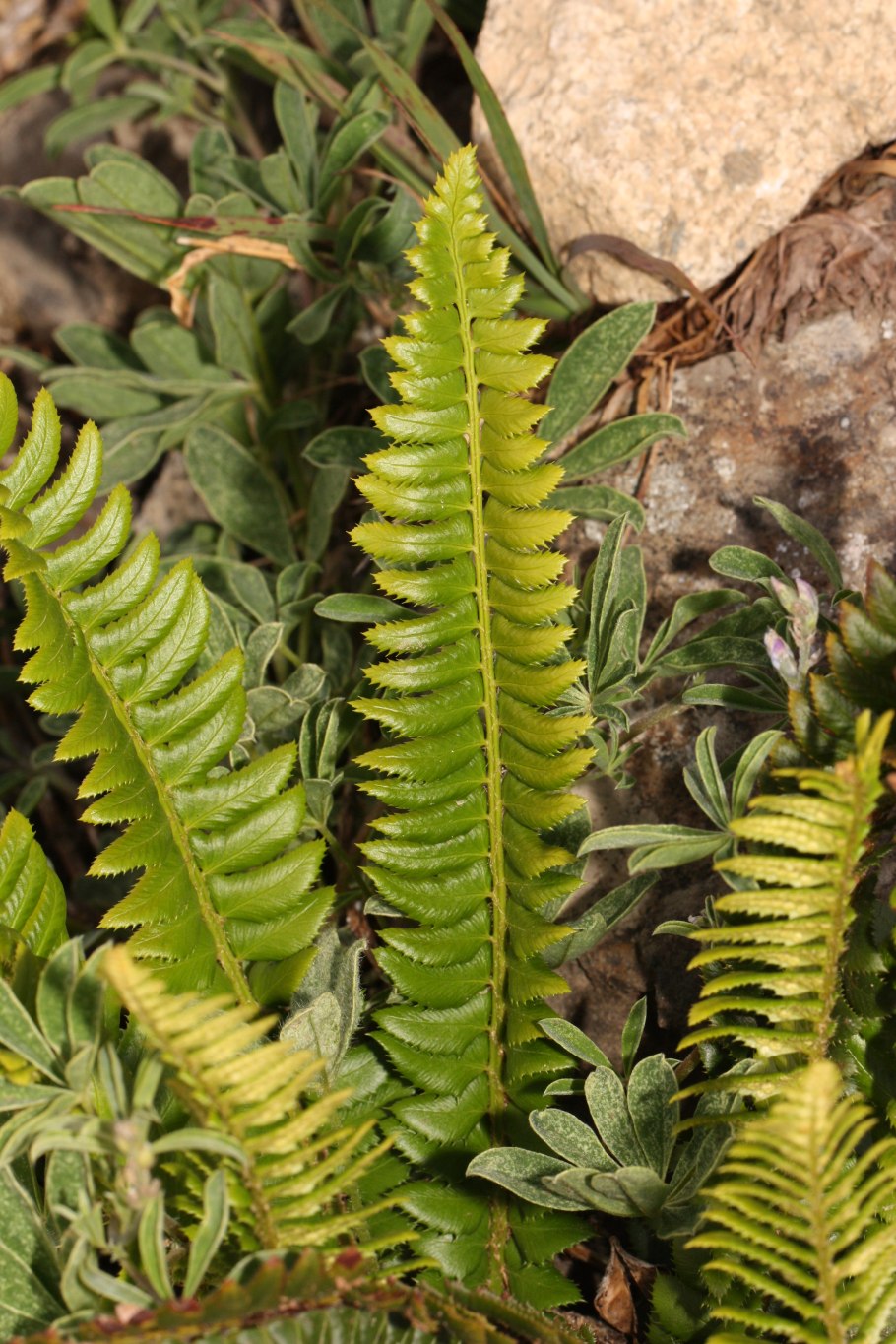 Woodsia Ilvensis Сорус рисунок