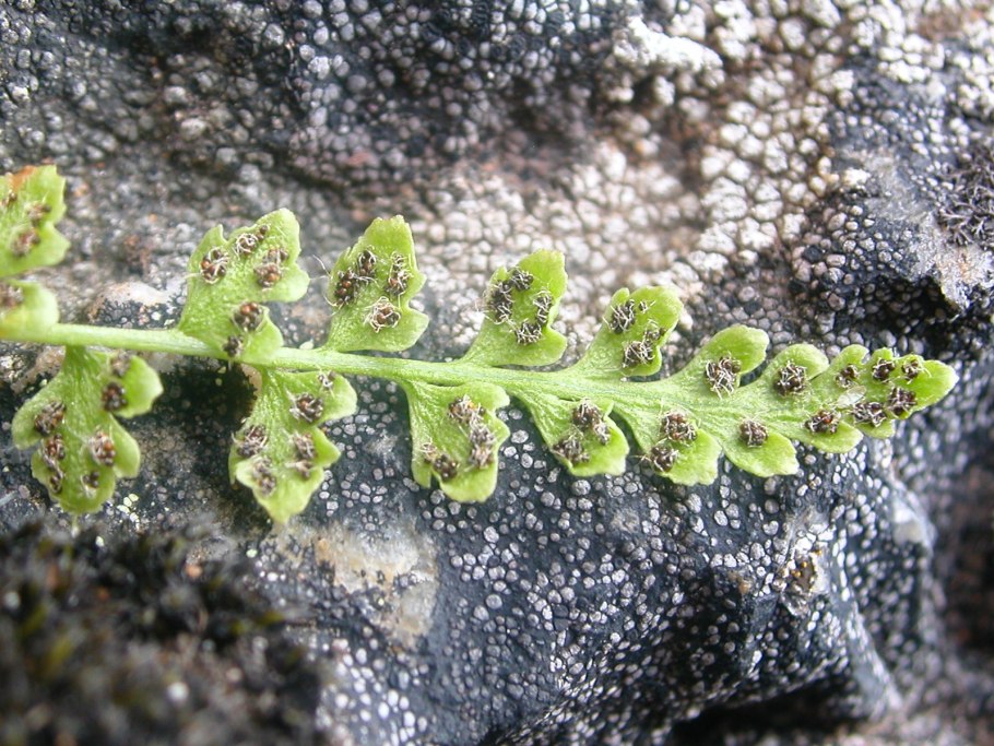Папоротник Вудсия Северная