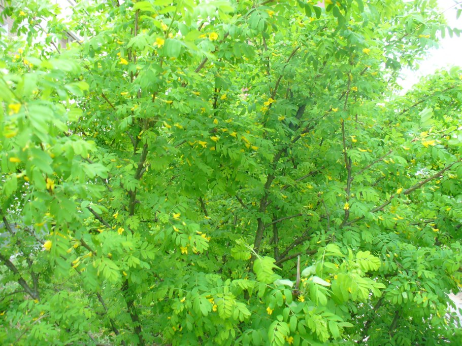 Названия деревьев кустарников и трав