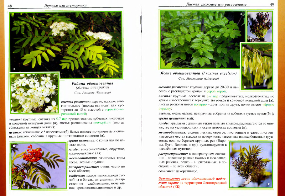 Кустарнирнички названия