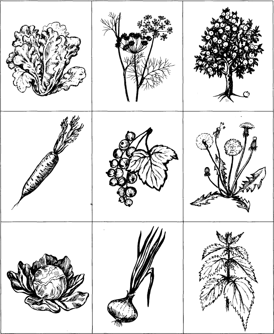 Ярусность леса таблица