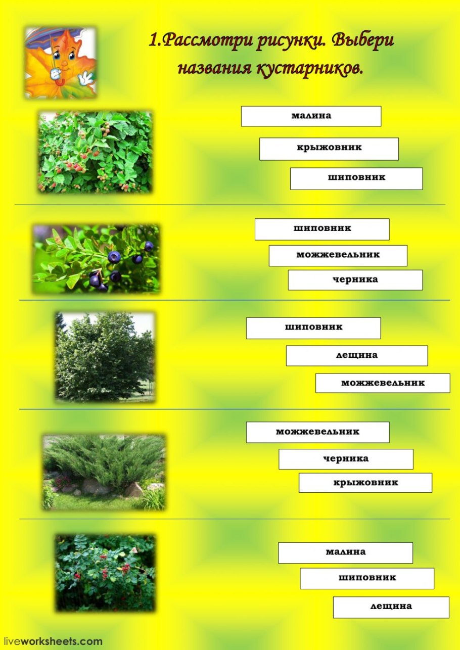 Дикорастущие растения кустарники травы