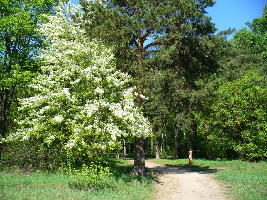 Кустарники названия