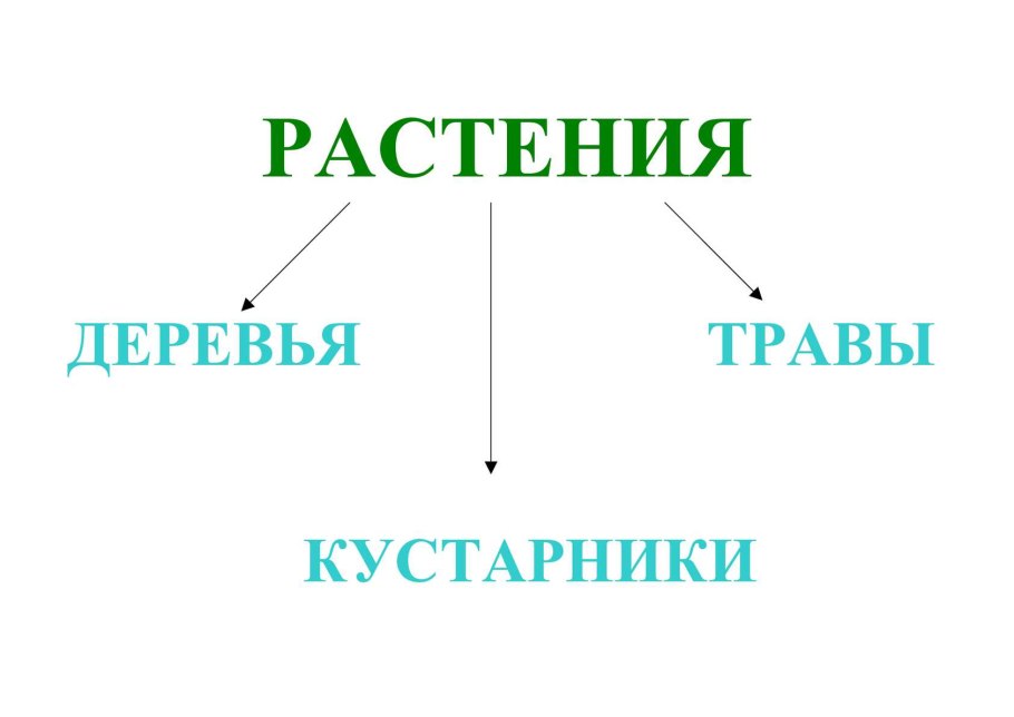 Культурные кустарники
