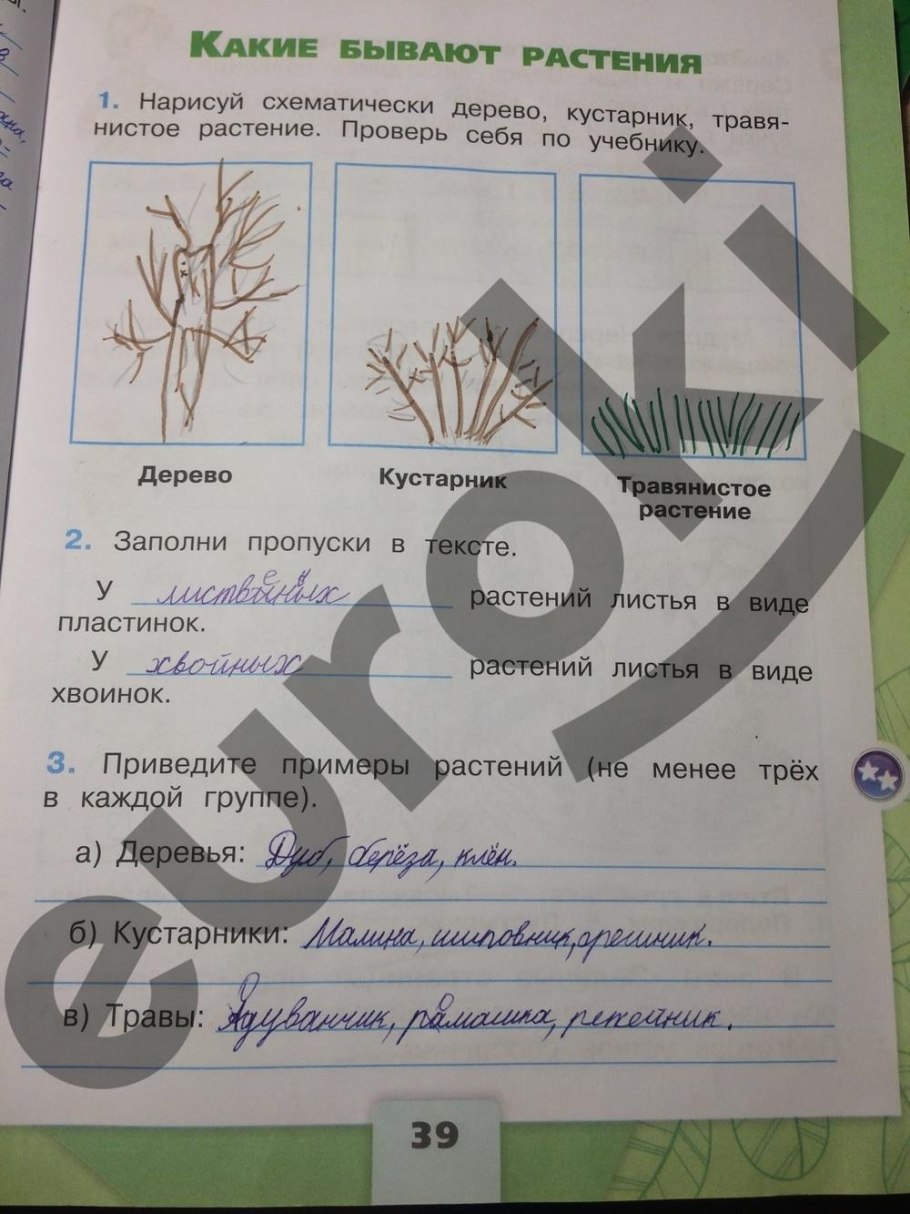 Клен остролистный, липа, ясень, вяз