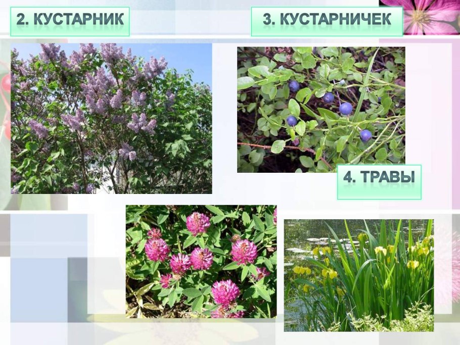 Кусты Ленобласти