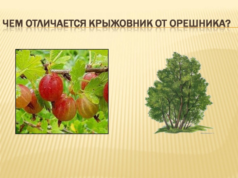 Культурные кустарники
