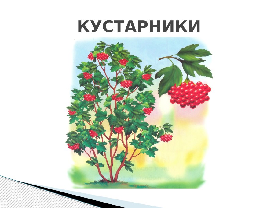 Игра для дошкольников с какого дерева лист