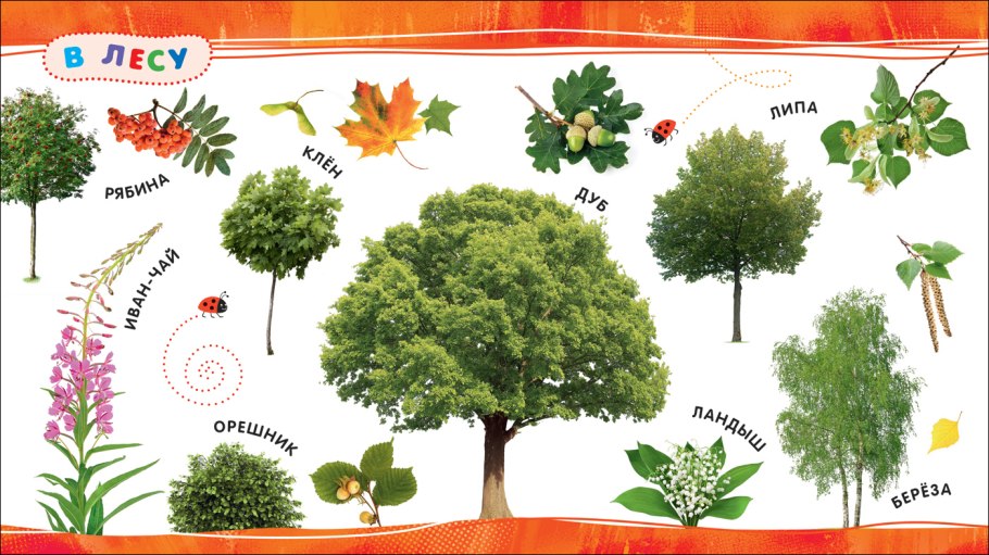 Лекарственные растения карточки для детей