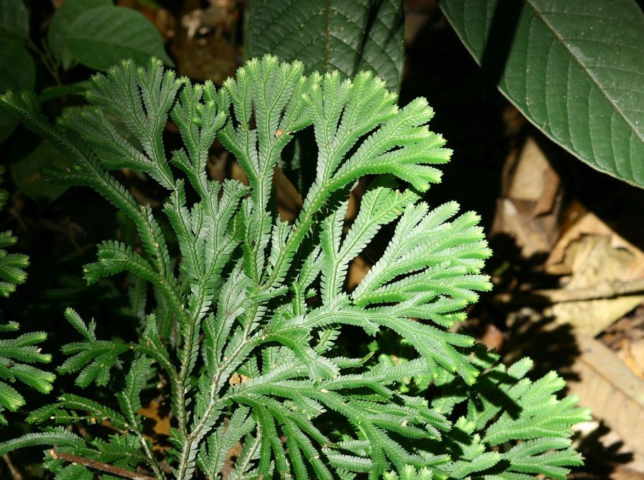 Selaginella sibirica