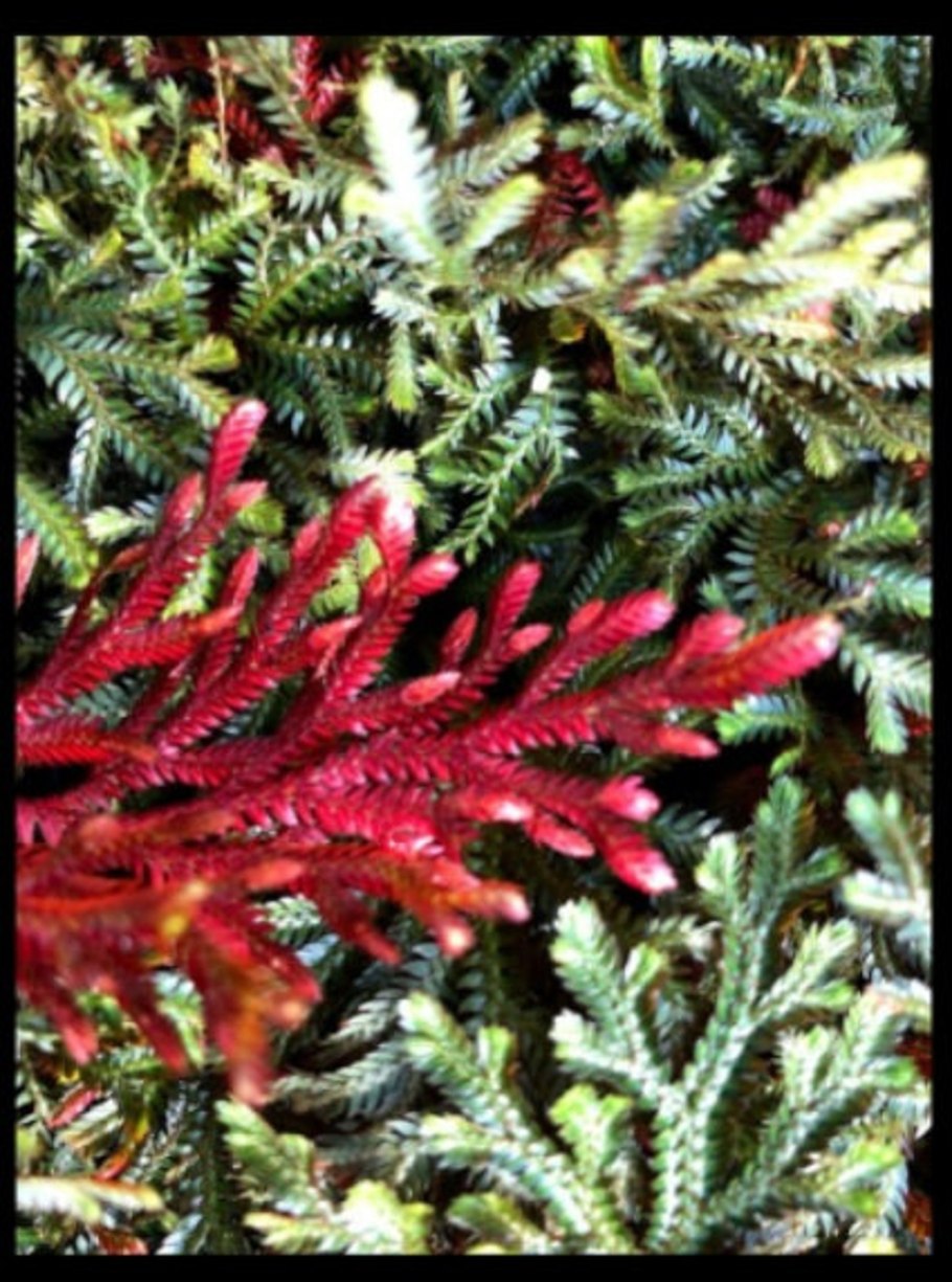 Selaginella erythropus