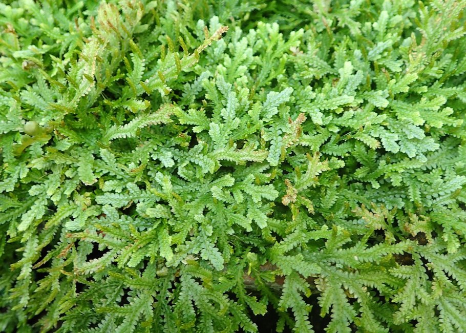 Бигуди BABYLISS Pro babts6gse