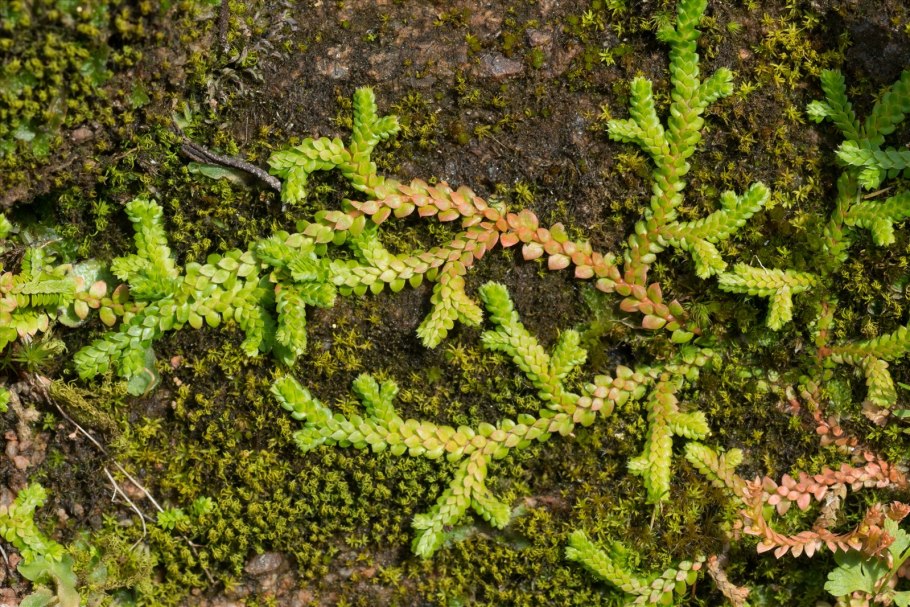 Селагинелла Краусса (Selaginella kraussiana)