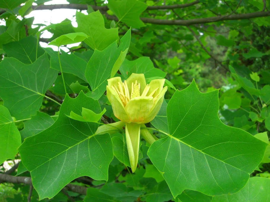 Liriodendron tulipifera тюльпановое дерево