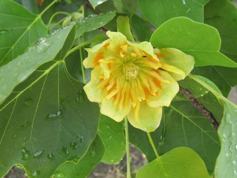 Liriodendron tulipifera