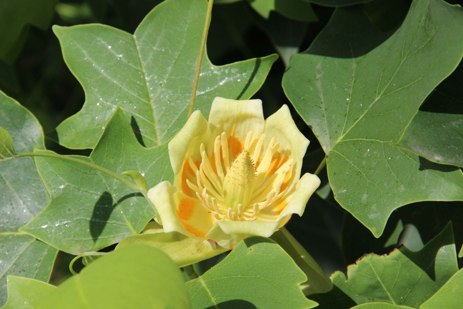 Liriodendron tulipifera тюльпановое дерево