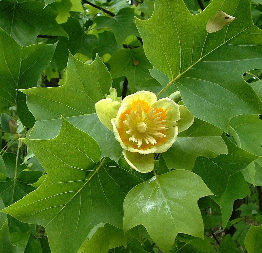 Liriodendron tulipifera 'Aureomarginatum'