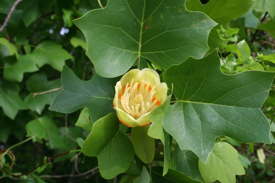 Лириодендрон Тюльпановый Liriodendron tulipifera
