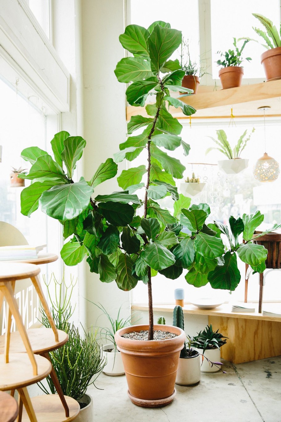 Ficus carica дерево