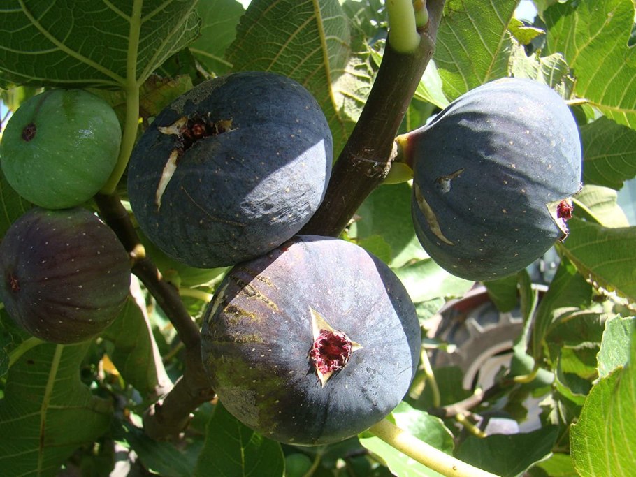 Ficus carica дерево