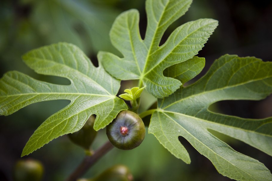 Инжир Карика Hardy Fig