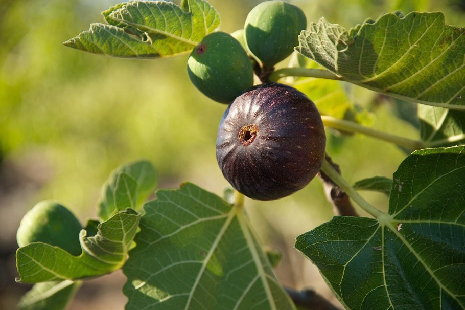 Фѝкус Карика, инжир – Ficus carica