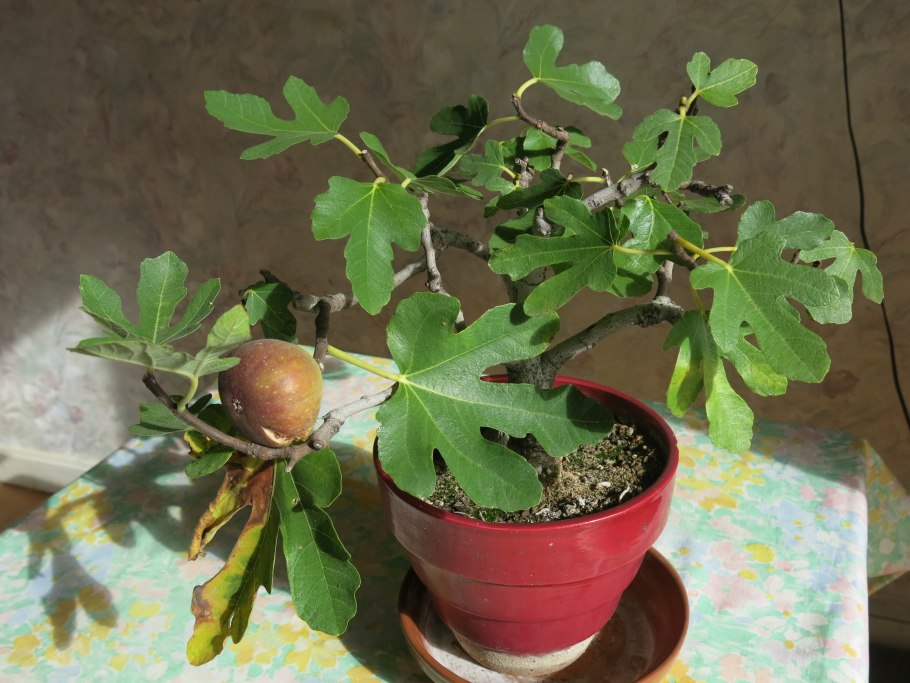 Инжир (Ficus carica l.) дерево