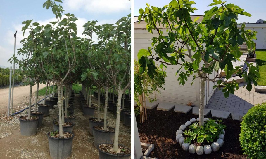 Фѝкус Карика, инжир – Ficus carica