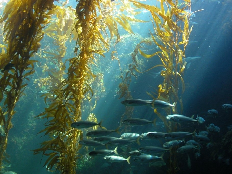 Морской ламинария бурая водоросль