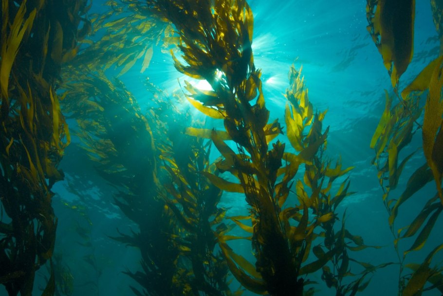 Морские водоросли ламинария