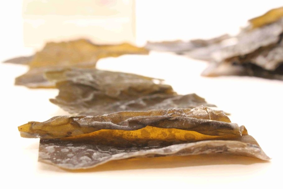 Морские водоросли ламинария