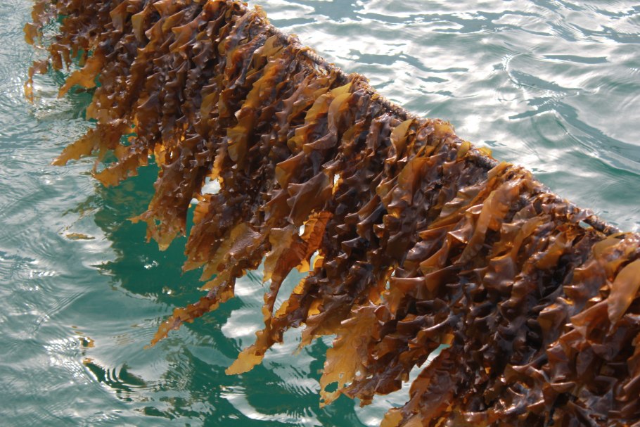 Ламинария пальчатая водоросль