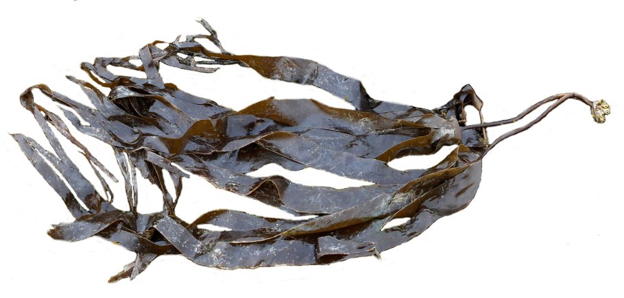 Водоросли белого моря