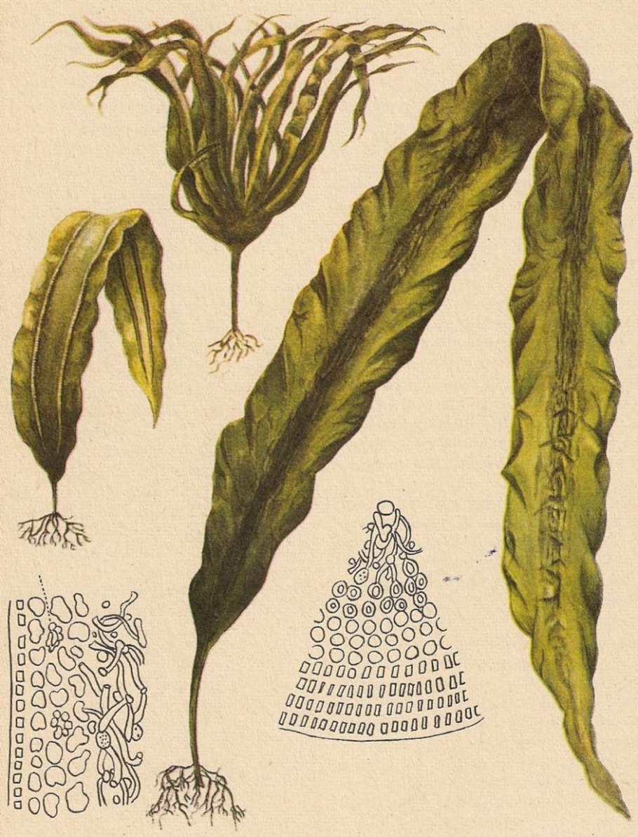 Бурая водоросль (Macrocystis pyrifera),