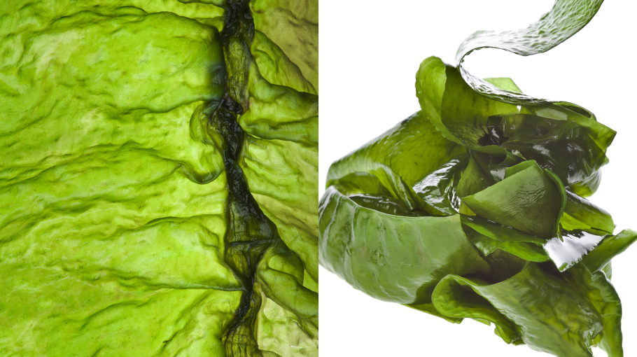 Ламинария Северная