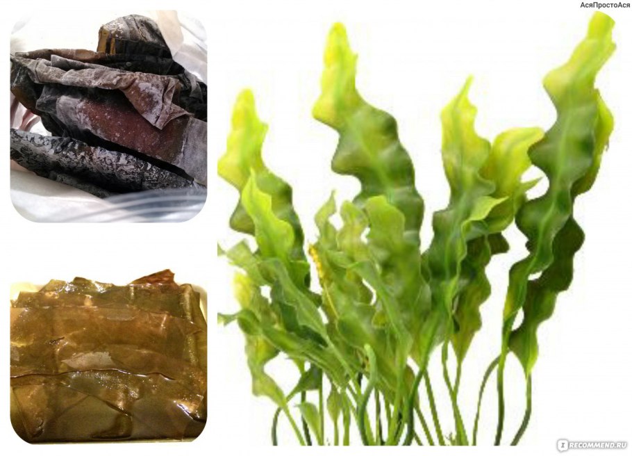 Ламинария Японика