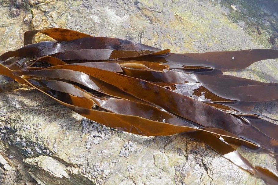 Водоросль морская капуста ламинария